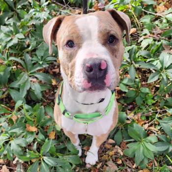 Rescue Pit Bull Terrier and Mixed Breed Dogs for Adoption in Greensboro, North Carolina - Cane | PetCurious