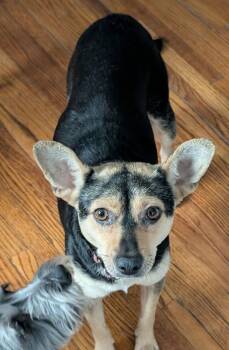Terrier Dogs Available for Adoption in Brooklyn Center, Minnesota - Linda | PetCurious