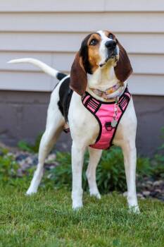Treeing Walker Coonhound Dogs Available for Adoption in Savage, Minnesota - Mrs. Beasley | PetCurious