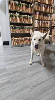 Rescue White German Shepherd and Siberian Husky Dogs for Adoption in San Rafael, California - Nala | PetCurious