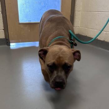 Beefie Boy -  Mixed Breed Dog for Adoption in Asheville, North Carolina - Beefie Boy | PetCurious