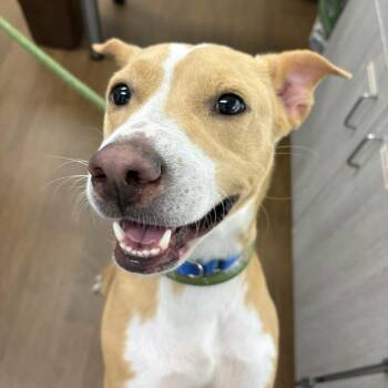 Hermes -  American Staffordshire Terrier Dog for Adoption in Beaumont, Texas - Hermes | PetCurious
