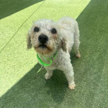 Petunia -  Poodle Dog for Adoption in San Diego, California - Petunia | PetCurious