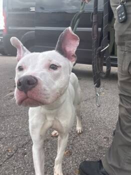 Rescue Mixed Breed Dogs for Adoption in Cincinnati, Ohio - Alex | PetCurious