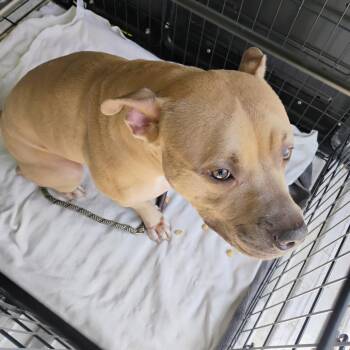 Mixed Breed Dogs Available for Adoption - LVH-Stray-13157 | PetCurious