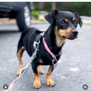 Dachshund and Chihuahua Dogs Available for Adoption in Atascadero, California - TOOTSIE | PetCurious