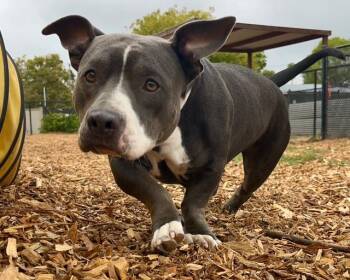 BETTY -  Staffordshire Bull Terrier and Mixed Breed Dog for Adoption in Santa Cruz, California - BETTY | PetCurious