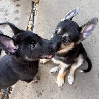 Hot Pups - 2 Boys -  German Shepherd Dog Dog for Adoption in Dallas, Texas - Hot Pups - 2 Boys | PetCurious