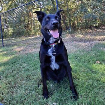 Dragon -  Shepherd and Mixed Breed Dog for Adoption in Cabot, Arkansas - Dragon | PetCurious