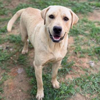 Biscuit -  Labrador Retriever Dog for Adoption - Biscuit | PetCurious