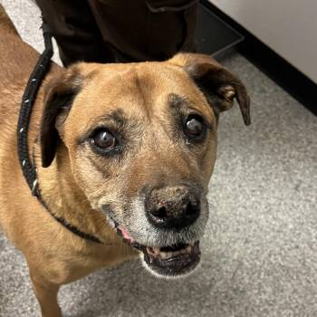 Retriever and American Staffordshire Terrier Dogs Available for Adoption in Taos, New Mexico - Sugar | PetCurious