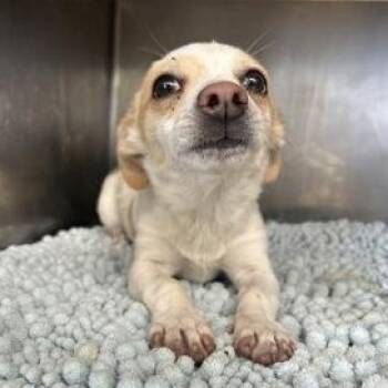 Chihuahua Dogs Available for Adoption in Flagstaff, Arizona - Eric | PetCurious