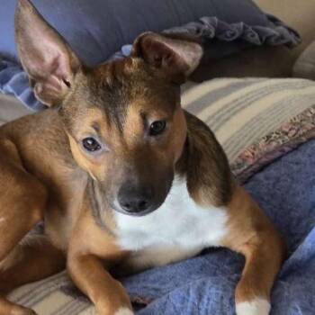 Chihuahua Dogs Available for Adoption - Jasper | PetCurious