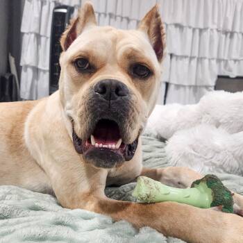 Piper Squishy Lovebug -  Cane Corso and Boxer Dog for Adoption in Friendswood, Texas - Piper Squishy Lovebug | PetCurious
