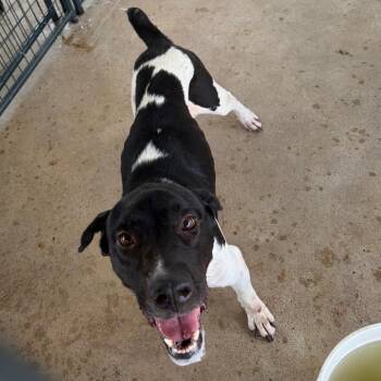 Watson -  Mixed Breed Dog for Adoption in Lake Jackson, Texas - Watson | PetCurious