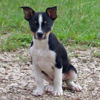 Tater Tot -  Rat Terrier and Chihuahua Dog for Adoption in Boerne, Texas - Tater Tot | PetCurious