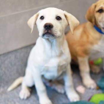 English Bulldog and Mixed Breed Dogs Available for Adoption in Atlanta, Georgia - Stevie | PetCurious