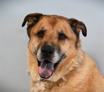 Rescue Anatolian Shepherd and Akita Dogs for Adoption in Loveland, Colorado - BENJI BEAR | PetCurious