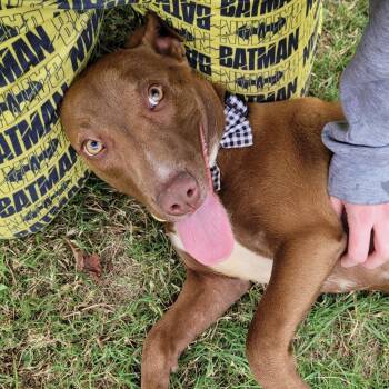 Rescue Pit Bull Terrier Dogs for Adoption in Columbia, South Carolina - Puddin Pop | PetCurious