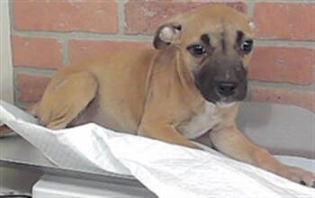 A2096186 -  Staffordshire Bull Terrier and Mixed Breed Dog for Adoption in Houston, Texas - A2096186 | PetCurious