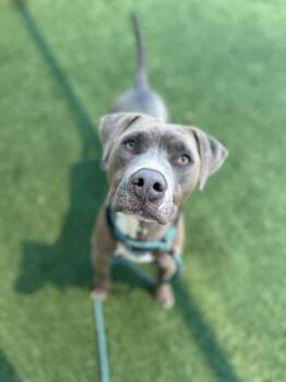 Pit Bull Terrier Dogs Available for Adoption in Eagle, Idaho - Hercules **Courtesy Post. Out Of Town Pet. See Below For Details | PetCurious