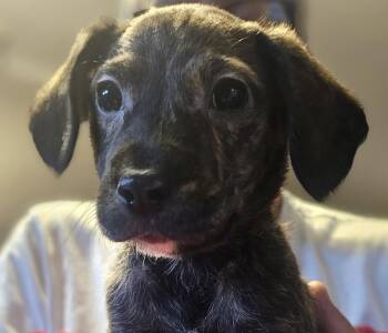 Beagle and Mixed Breed Dogs Available for Adoption in Leesburg, Alabama - Razzle | PetCurious