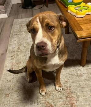 Rescue Labrador Retriever and Pit Bull Terrier Dogs for Adoption in Wrightwood, California - Louise | PetCurious