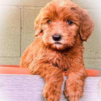 Goldendoodle Dogs Available for Adoption - Peanut Boy | PetCurious