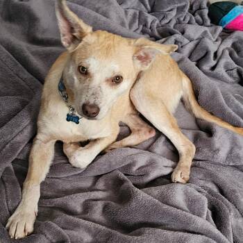 Mixed Breed Dogs Available for Adoption - Louie | PetCurious