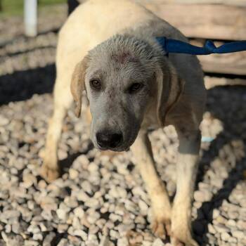 Labrador Retriever and Mixed Breed Dogs Available for Adoption in Buffalo, Minnesota - Raphael | PetCurious