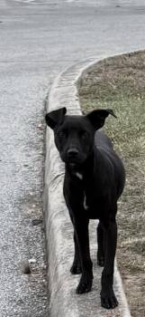 FLOWER -  American Staffordshire Terrier Dog for Adoption in San Antonio, Texas - FLOWER | PetCurious