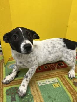 Rescue Australian Cattle Dog Blue Heeler and Mixed Breed Dogs for Adoption in Houston, Texas - Beso | PetCurious