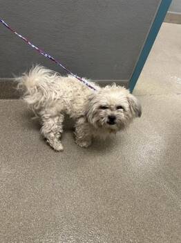 SCRUFF-A-LUF -  Shih Tzu and Mixed Breed Dog for Adoption in Las Vegas, Nevada - SCRUFF-A-LUF | PetCurious