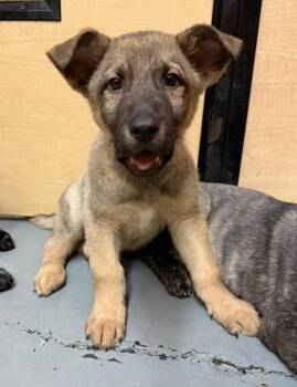 Dutch Shepherd and Mixed Breed Dogs Available for Adoption - Sparkplug | PetCurious
