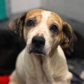 Beagle Dogs Available for Adoption - A795188 | PetCurious