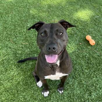 Skeeter -  Pit Bull Terrier Dog for Adoption in Salisbury, North Carolina - Skeeter | PetCurious