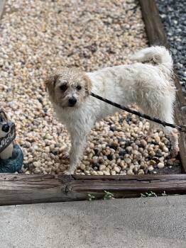 Haze -  Border Terrier and Terrier Dog for Adoption in Staley, North Carolina - Haze | PetCurious