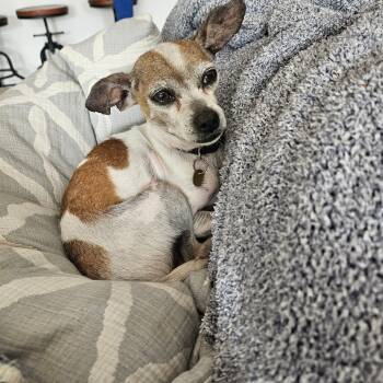 Armando -  Chihuahua Dog for Adoption in Houston, Texas - Armando | PetCurious