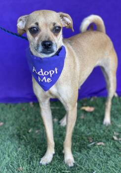 DOTTIE -  Chihuahua Dog for Adoption in Rowland Heights, California - DOTTIE | PetCurious