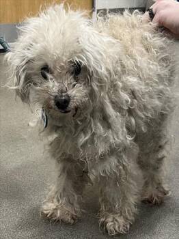 Poodle and Mixed Breed Dogs Available for Adoption - CHARLIE | PetCurious