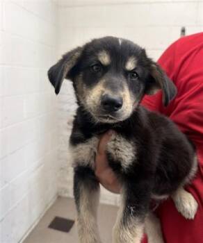 BOSTON -  German Shepherd Dog and Mixed Breed Dog for Adoption in San Bernardino, California - BOSTON | PetCurious