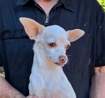 Toad MD11175-T -  Chihuahua Dog for Adoption in Missouri City, Texas - Toad MD11175-T | PetCurious