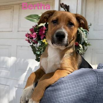 Shepherd and Mixed Breed Dogs Available for Adoption in Hondo, Texas - Bertha | PetCurious