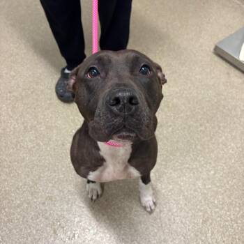 Pit Bull Terrier and Mixed Breed Dogs Available for Adoption in League City, Texas - Nicole | PetCurious
