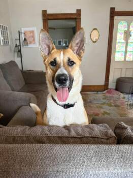 Akita Dogs Available for Adoption - Panda  | PetCurious