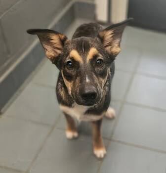 Tricycle -  Mixed Breed Dog for Adoption in Nashville, Tennessee - Tricycle | PetCurious