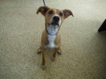 Rescue Labrador Retriever and Mixed Breed Dogs for Adoption in Houston, Texas - GABY | PetCurious