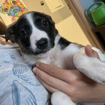 Cattle Dog Dogs Available for Adoption in Casa Grande, Arizona - Artemis | PetCurious