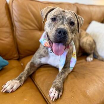 Poppy Happy Hop -  Staffordshire Bull Terrier and Boxer Dog for Adoption in Friendswood, Texas - Poppy Happy Hop | PetCurious