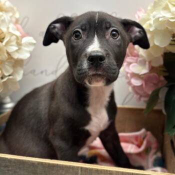 Labrador Retriever Dogs Available for Adoption in Newberg, Oregon - Devon  | PetCurious